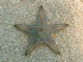 Astropecten jonstoni